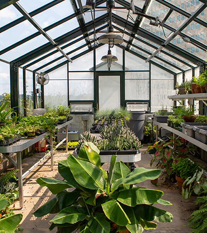 The interior of the Executive Mansion greenhouse.